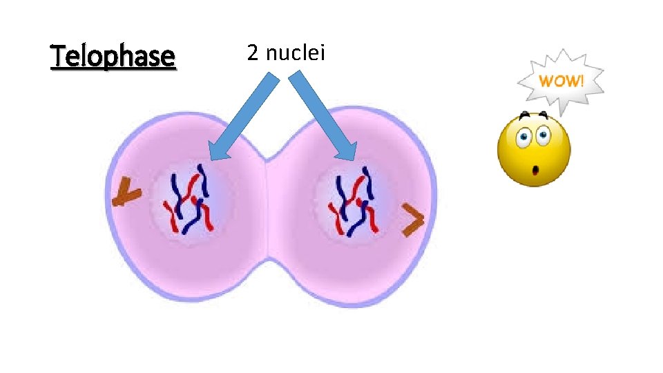 Telophase 2 nuclei 