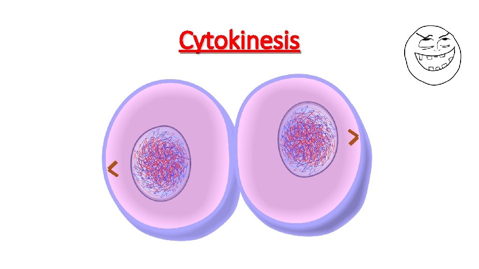 Cytokinesis 