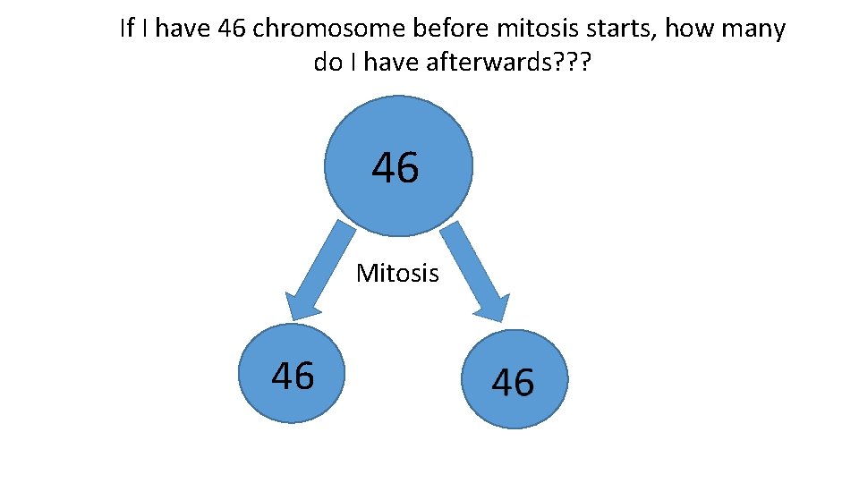 If I have 46 chromosome before mitosis starts, how many do I have afterwards?