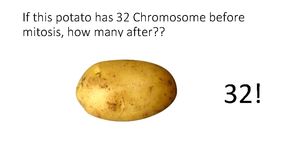 If this potato has 32 Chromosome before mitosis, how many after? ? 32! 