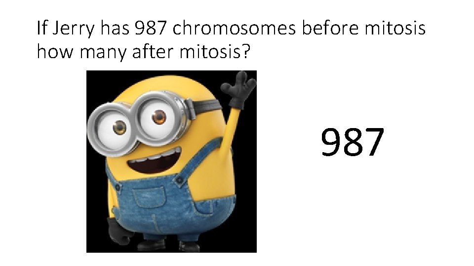 If Jerry has 987 chromosomes before mitosis how many after mitosis? 987 