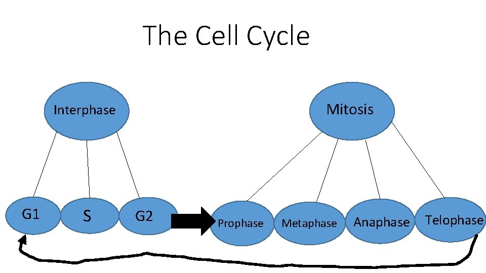The Cell Cycle Mitosis Interphase G 1 S G 2 Prophase Metaphase Anaphase Telophase