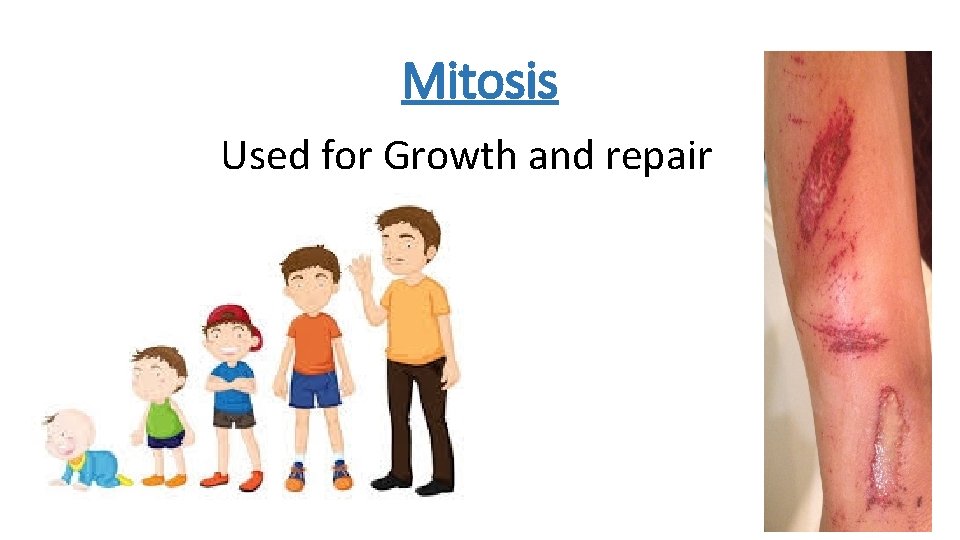 Mitosis Used for Growth and repair 
