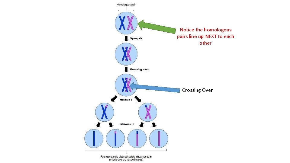 Notice the homologous pairs line up NEXT to each other Crossing Over 