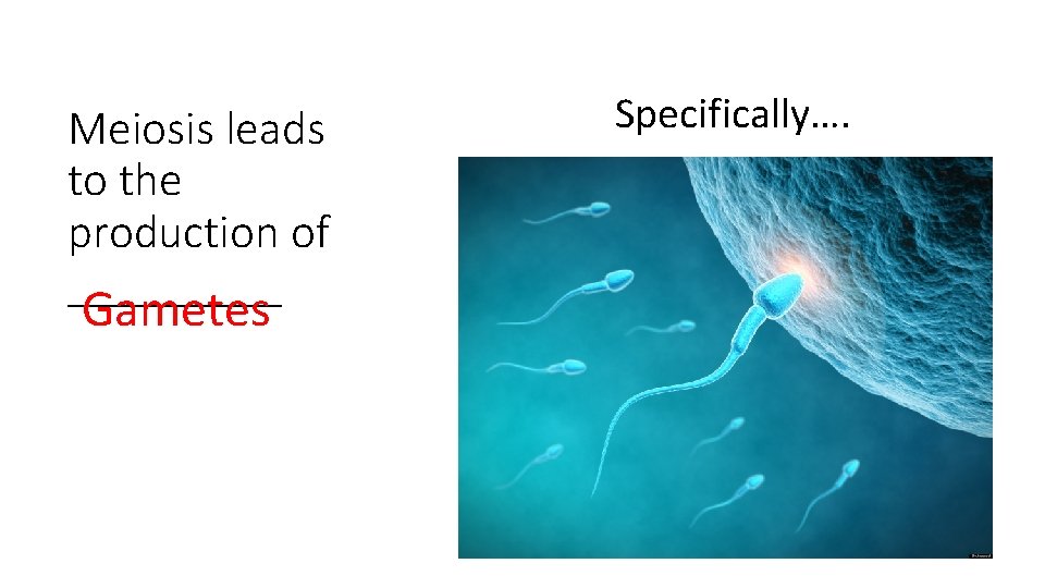 Meiosis leads to the production of _____ Gametes Specifically…. 