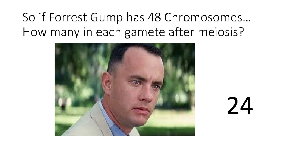 So if Forrest Gump has 48 Chromosomes… How many in each gamete after meiosis?