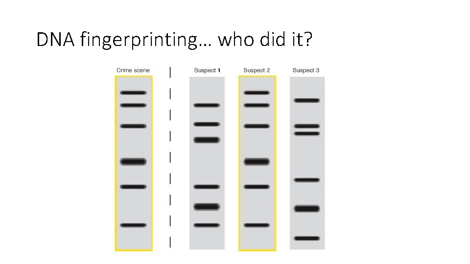 DNA fingerprinting… who did it? 