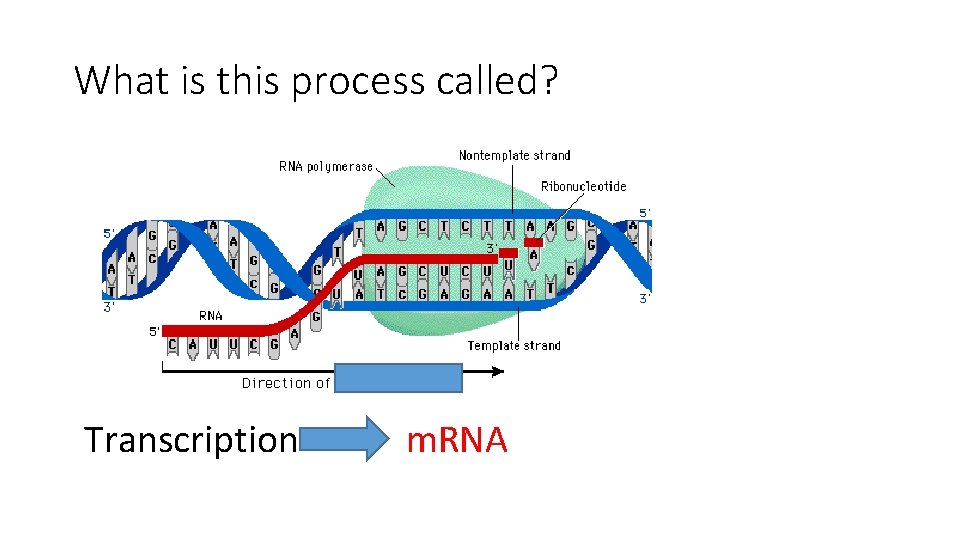 What is this process called? Transcription m. RNA 