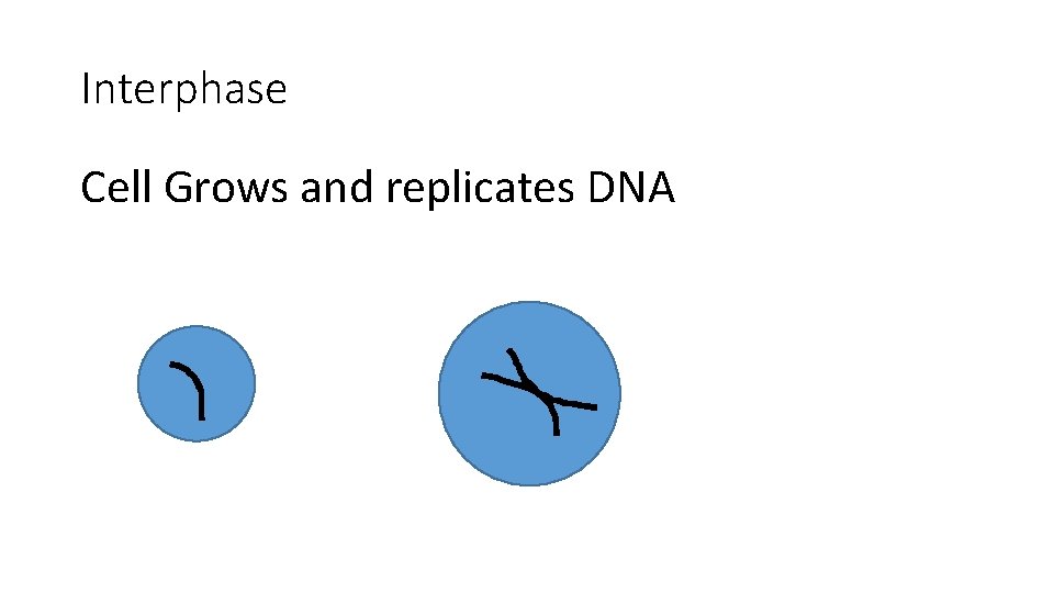 Interphase Cell Grows and replicates DNA 