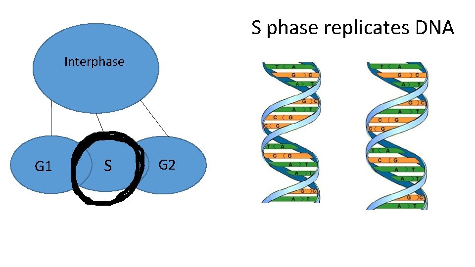 S phase replicates DNA Interphase G 1 S G 2 