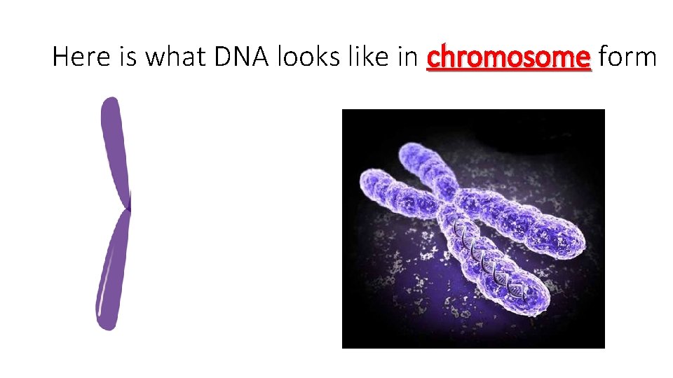 Here is what DNA looks like in chromosome form 
