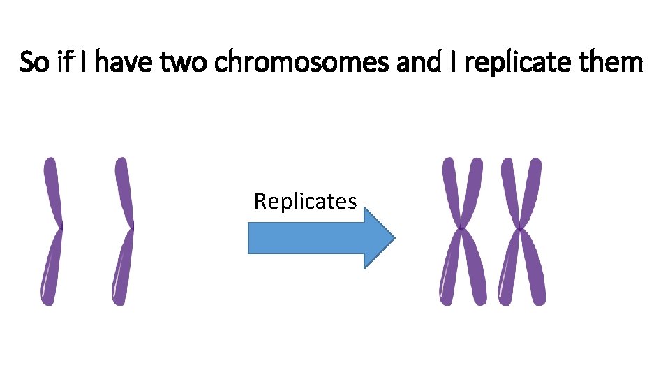 So if I have two chromosomes and I replicate them Replicates 