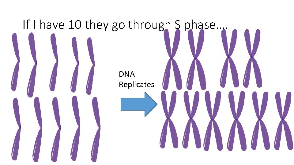 If I have 10 they go through S phase…. DNA Replicates 