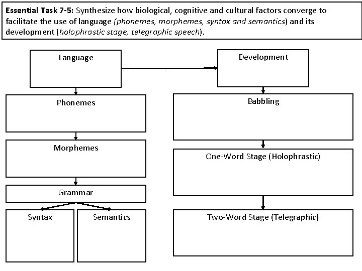 Essential Task 7 -5: Synthesize how biological, cognitive and cultural factors converge to facilitate
