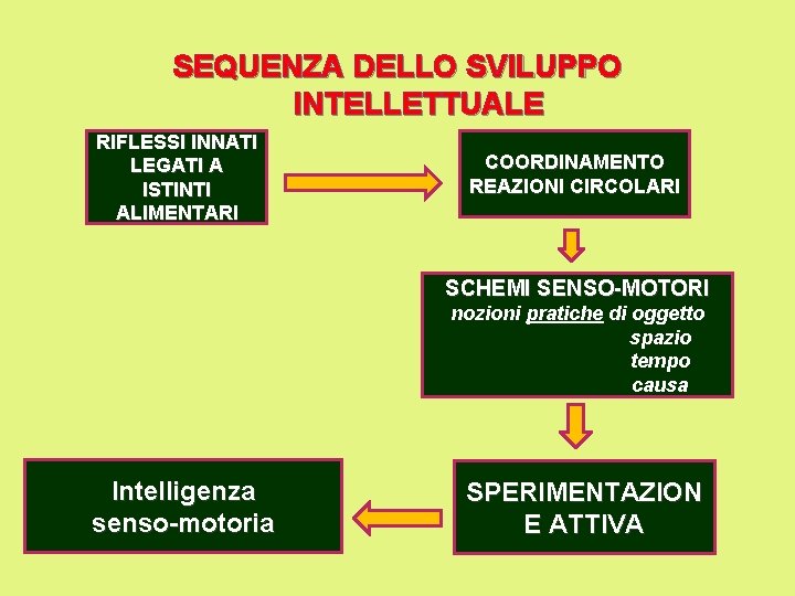 SEQUENZA DELLO SVILUPPO INTELLETTUALE RIFLESSI INNATI LEGATI A ISTINTI ALIMENTARI COORDINAMENTO REAZIONI CIRCOLARI SCHEMI