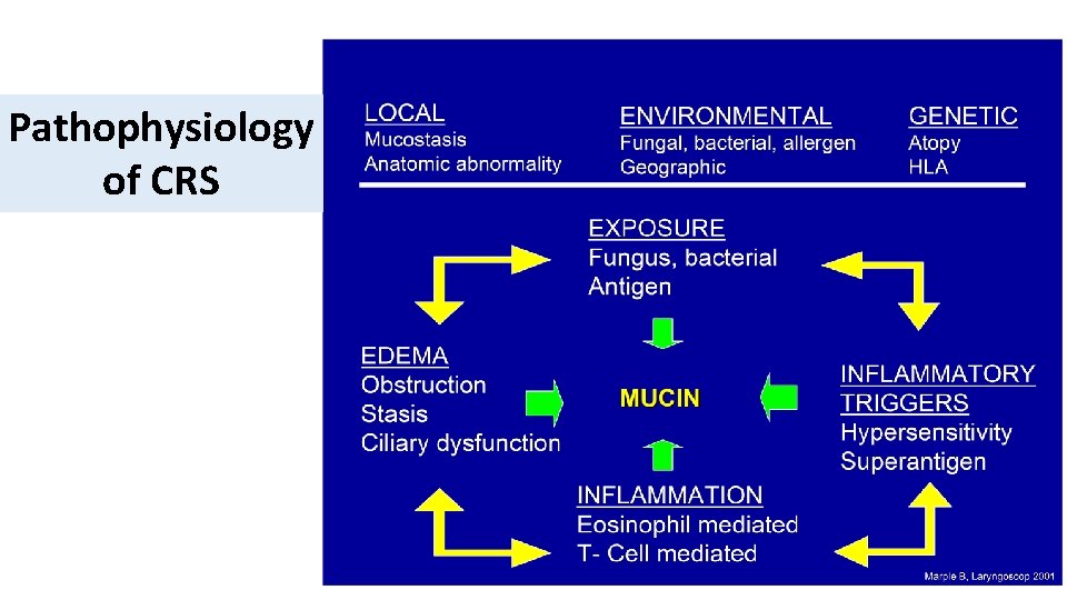 Pathophysiology of CRS 