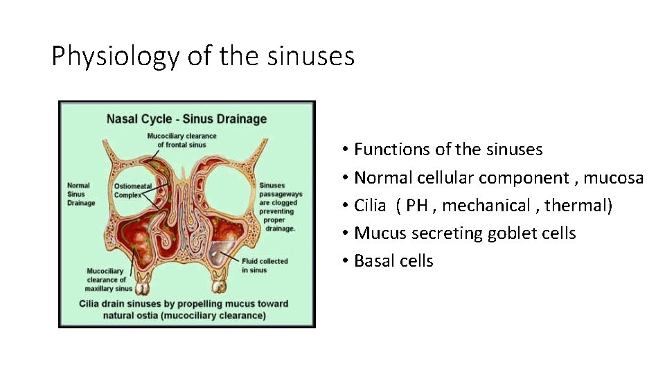 Physiology of the sinuses • Functions of the sinuses • Normal cellular component ,