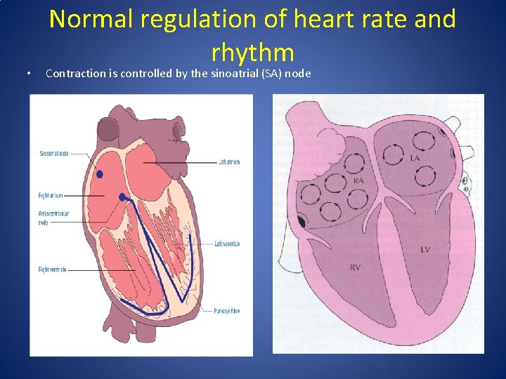  • Normal regulation of heart rate and rhythm Contraction is controlled by the