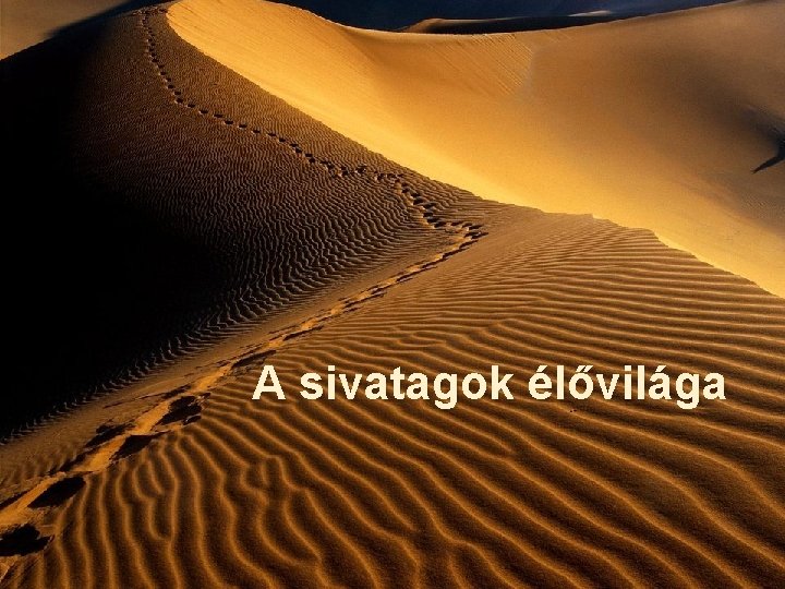 A sivatagok élővilága 