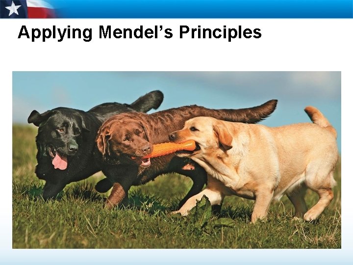 Applying Mendel’s Principles 