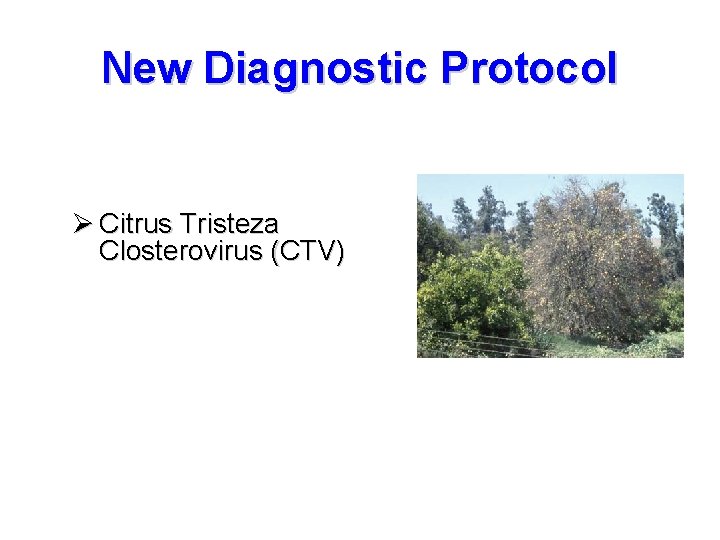 New Diagnostic Protocol Ø Citrus Tristeza Closterovirus (CTV) 