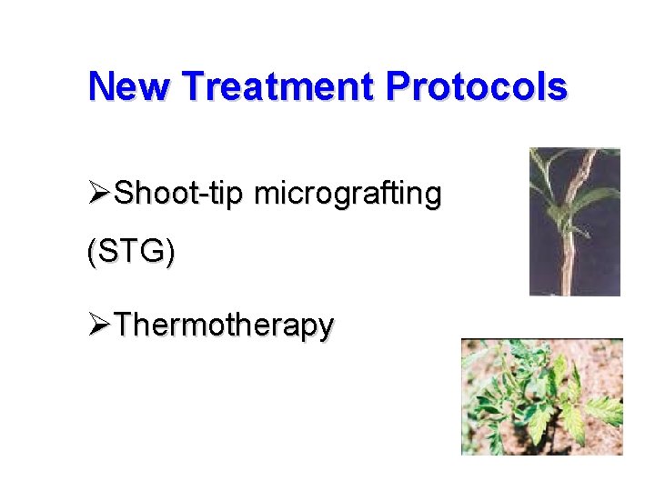 New Treatment Protocols ØShoot-tip micrografting (STG) ØThermotherapy 