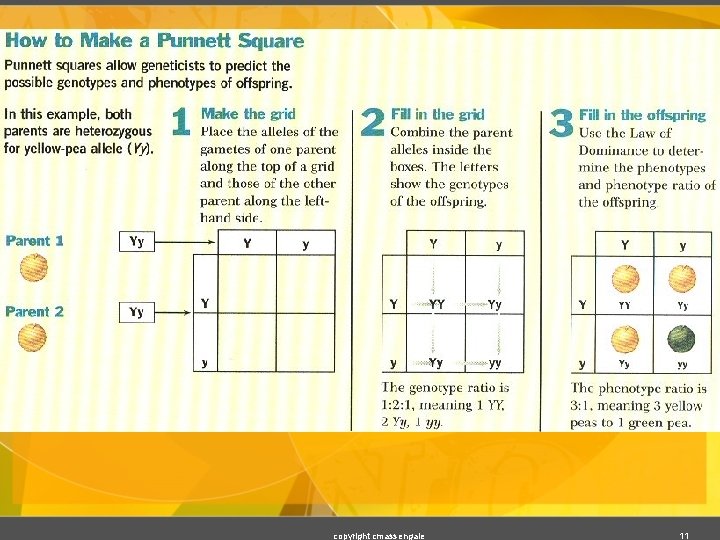 copyright cmassengale 11 