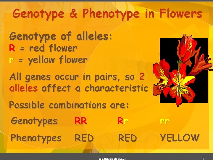 Genotype & Phenotype in Flowers Genotype of alleles: R = red flower r =