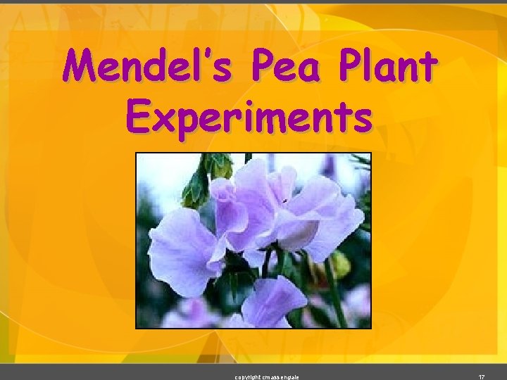 Mendel’s Pea Plant Experiments copyright cmassengale 17 