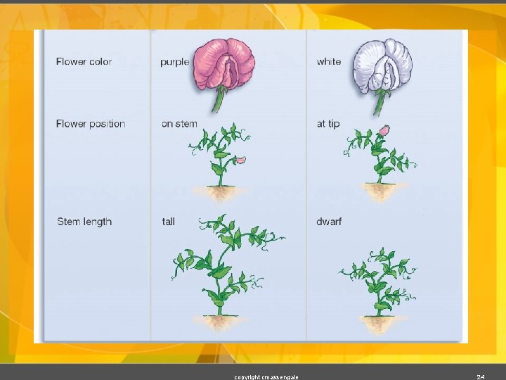 copyright cmassengale 24 