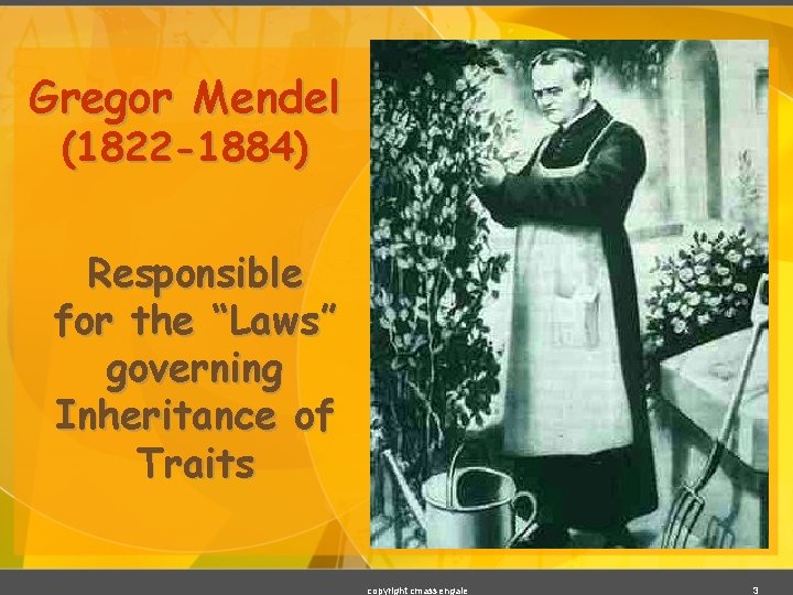 Gregor Mendel (1822 -1884) Responsible for the “Laws” governing Inheritance of Traits copyright cmassengale