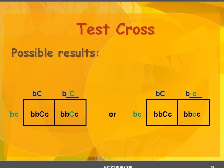 Test Cross Possible results: bc b. C b___ C bb. Cc or copyright cmassengale