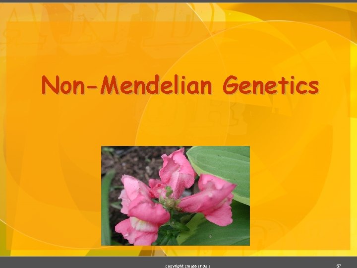 Non-Mendelian Genetics copyright cmassengale 57 