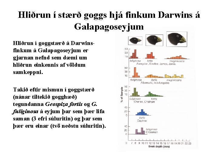 Hliðrun í stærð goggs hjá finkum Darwins á Galapagoseyjum Hliðrun í goggstærð á Darwinsfinkum