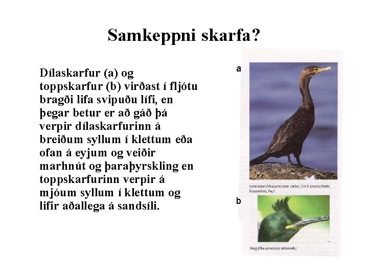 Samkeppni skarfa? Dílaskarfur (a) og toppskarfur (b) virðast í fljótu bragði lifa svipuðu lífi,