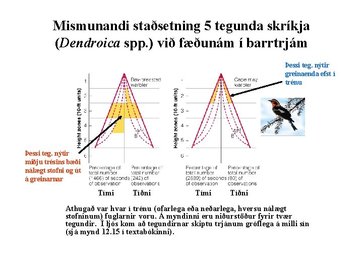 Mismunandi staðsetning 5 tegunda skríkja (Dendroica spp. ) við fæðunám í barrtrjám Þessi teg.