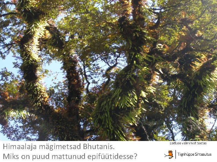 Himaalaja mägimetsad Bhutanis. Miks on puud mattunud epifüütidesse? 