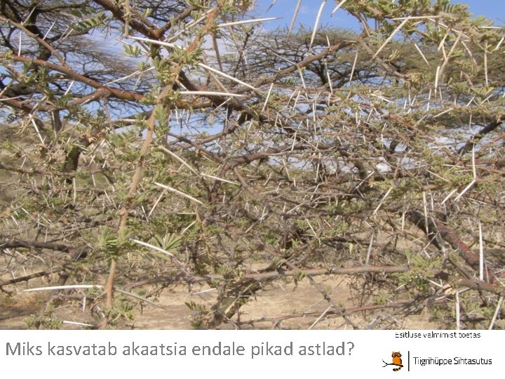 Miks kasvatab akaatsia endale pikad astlad? 