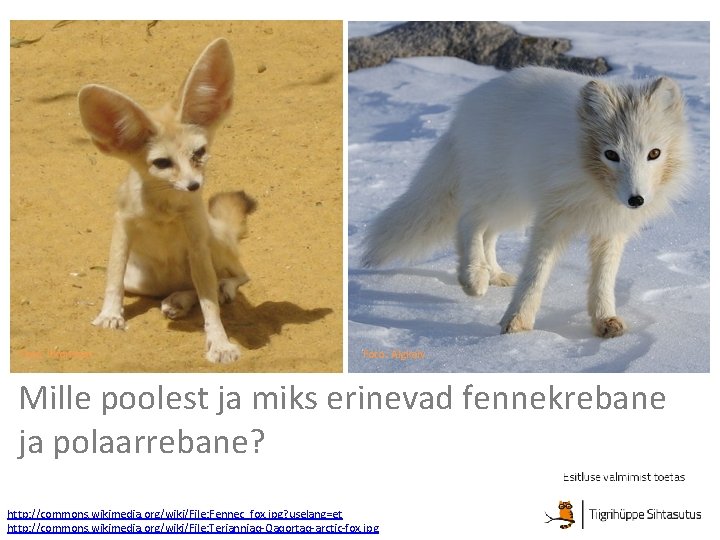 Foto: Kkonstan Foto: Algkalv Mille poolest ja miks erinevad fennekrebane ja polaarrebane? http: //commons.