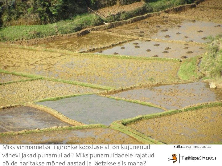 Miks vihmametsa liigirohke koosluse all on kujunenud väheviljakad punamullad? Miks punamuldadele rajatud põlde haritakse