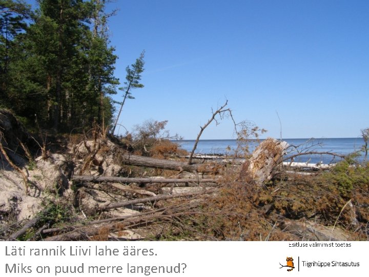 Läti rannik Liivi lahe ääres. Miks on puud merre langenud? 