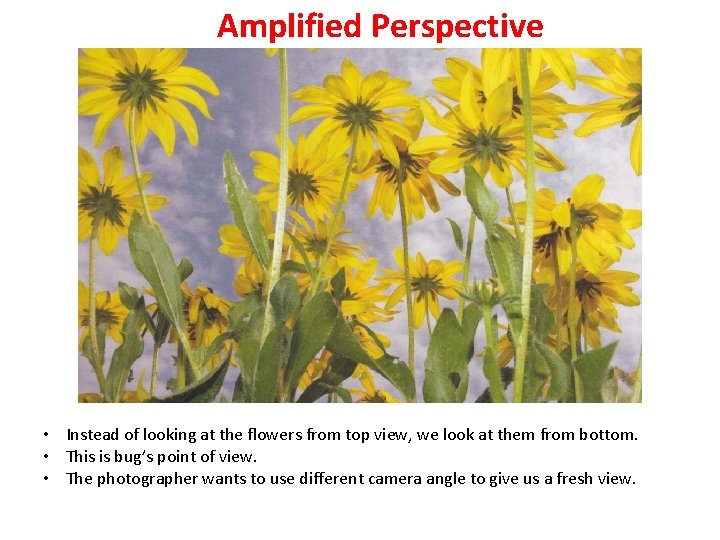 Amplified Perspective • Instead of looking at the flowers from top view, we look