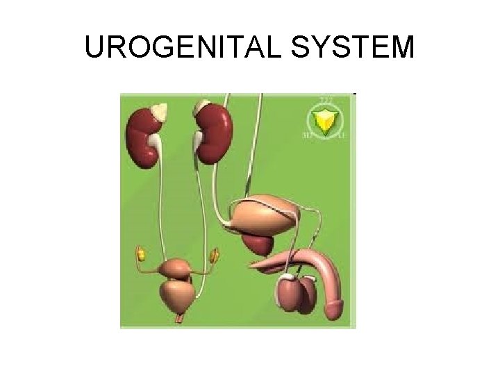 UROGENITAL SYSTEM 