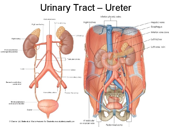 Urinary Tract – Ureter 