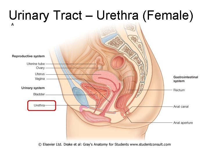 Urinary Tract – Urethra (Female) 