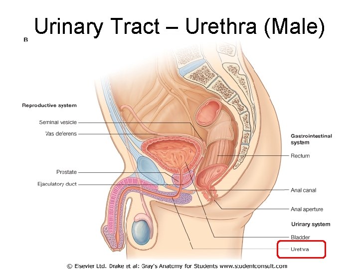 Urinary Tract – Urethra (Male) 