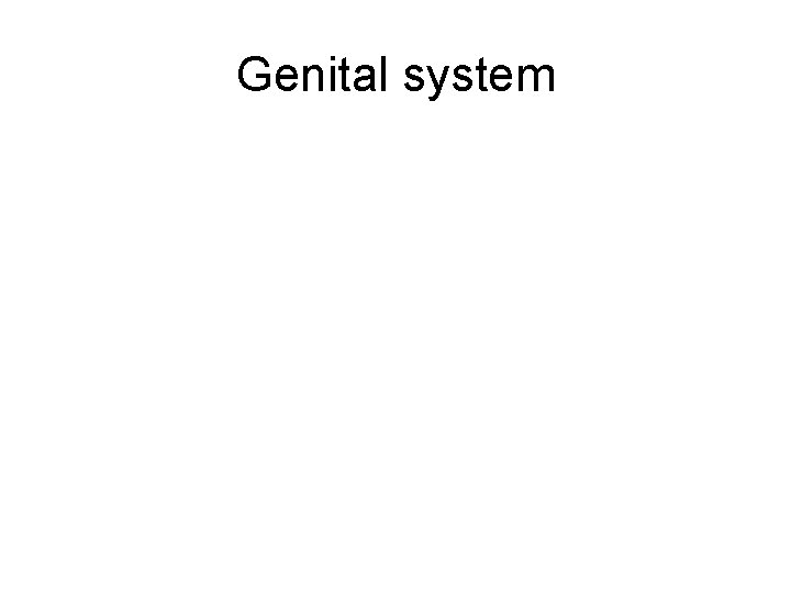 Genital system 