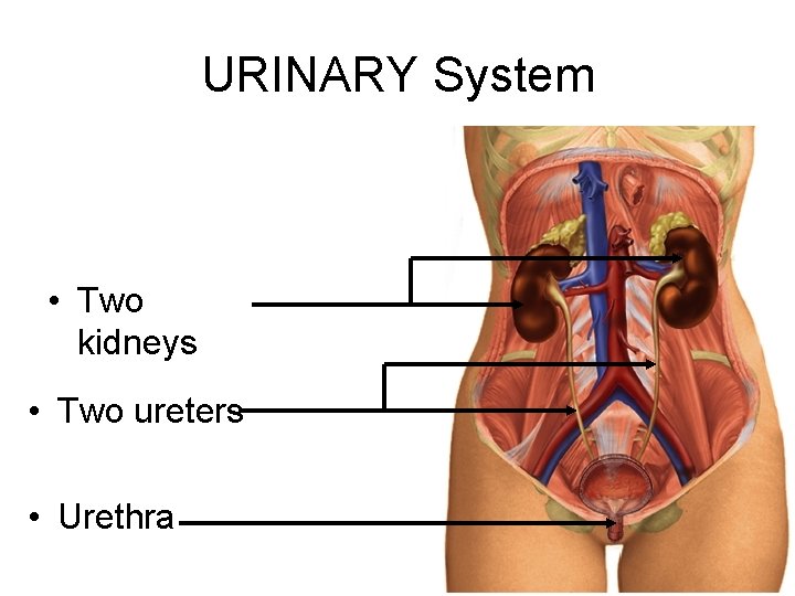 URINARY System • Two kidneys • Two ureters • Urethra 