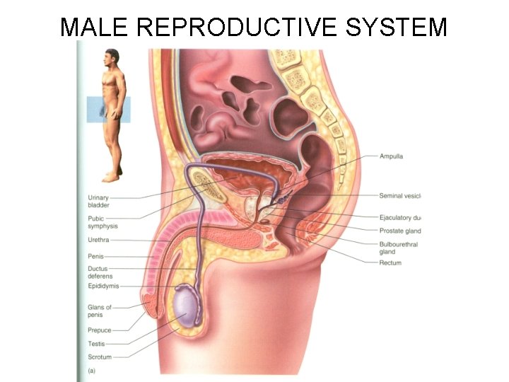 MALE REPRODUCTIVE SYSTEM 