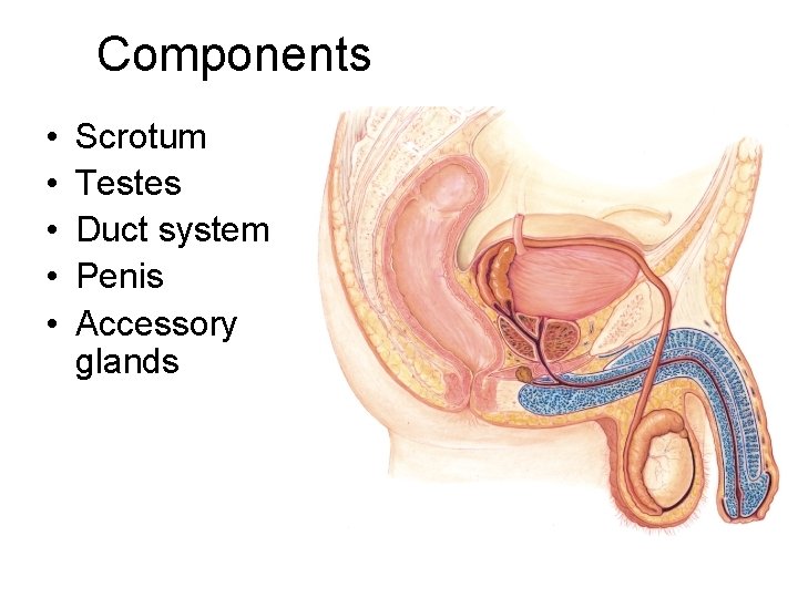 Components • • • Scrotum Testes Duct system Penis Accessory glands 